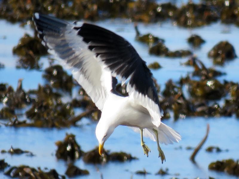 Cape Gull|海角鸥 图鉴照片