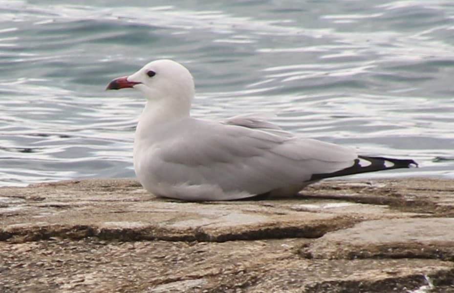 Audouin’s Gull|奥杜安鸥 参考照片