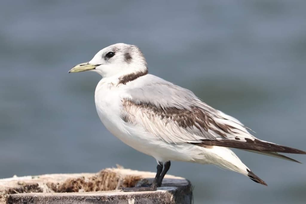 Black-legged Kittiwake|三趾鸥 参考照片