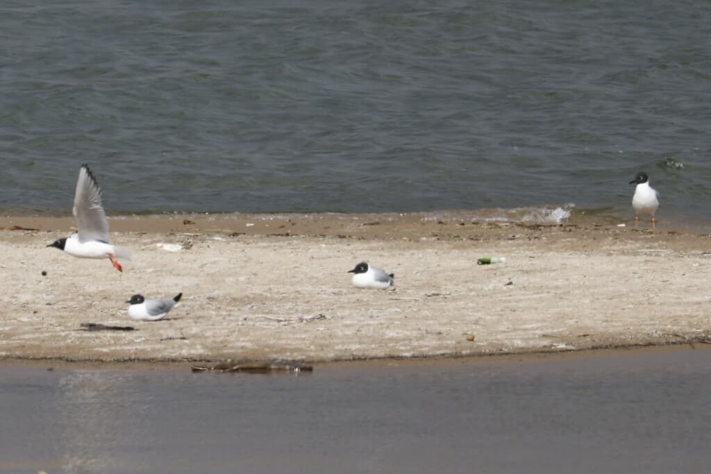 Bonaparte’s Gull|博氏鸥 参考照片