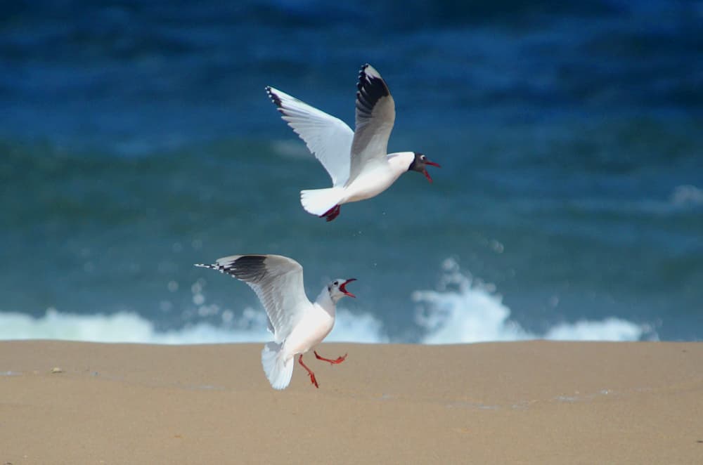 Brown-hooded Gull|褐头鸥 参考照片