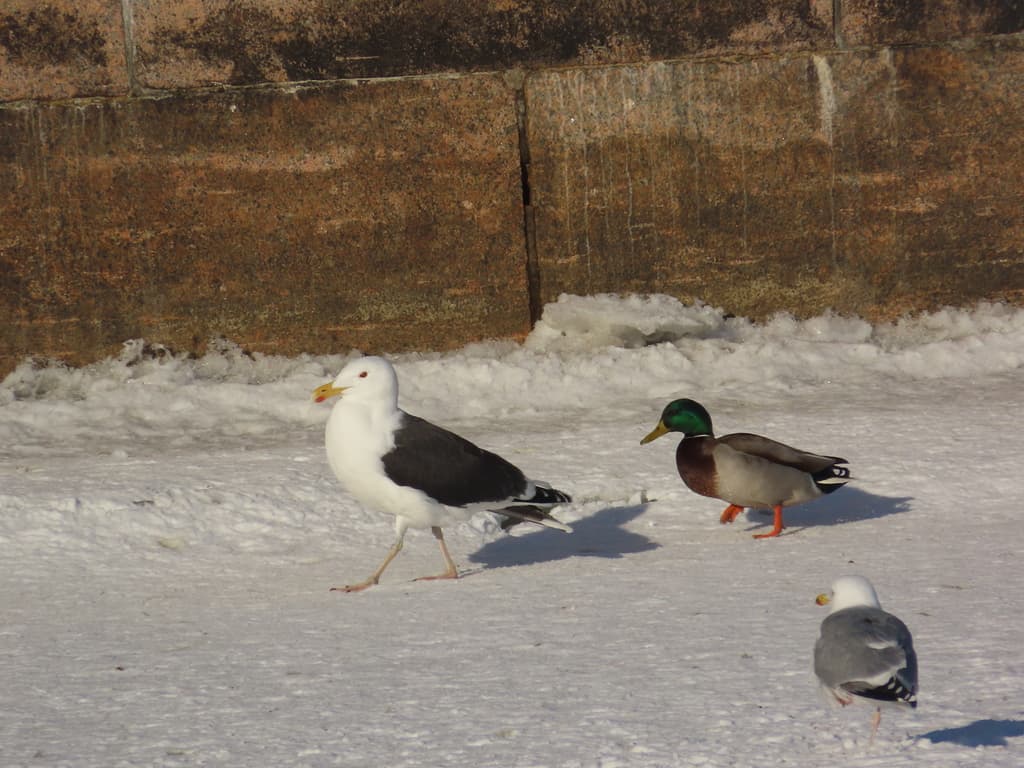 Great Black-backed Gull|大黑背鸥 参考照片