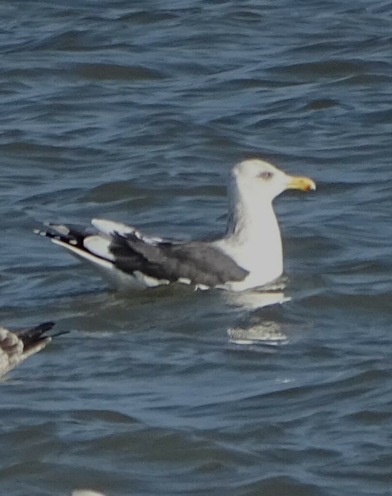 Slaty-backed Gull|灰背鸥 参考照片