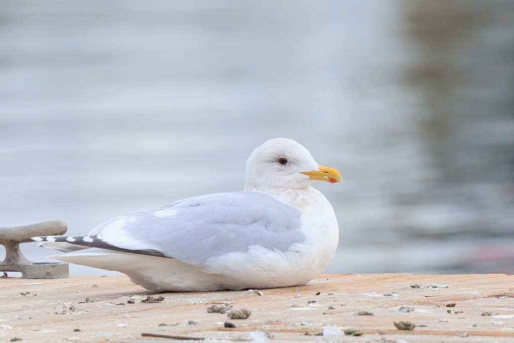 Thayer’s Gull|塞耶氏鸥 参考照片
