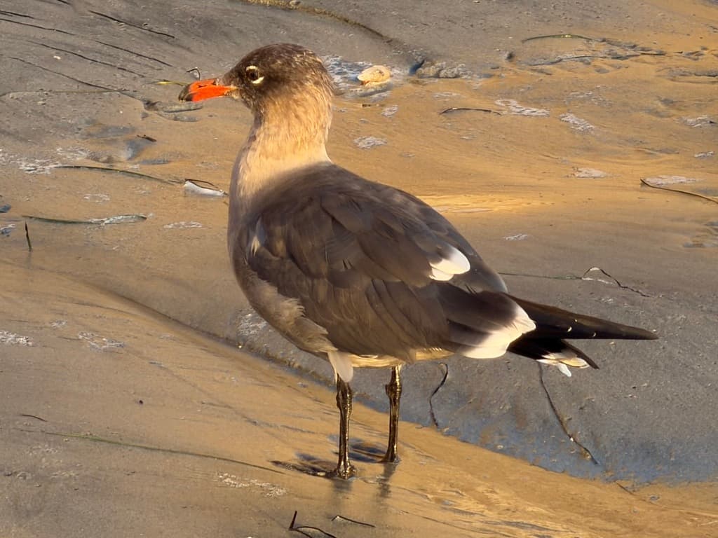 Heermann’s Gull|赫尔曼鸥 图鉴照片