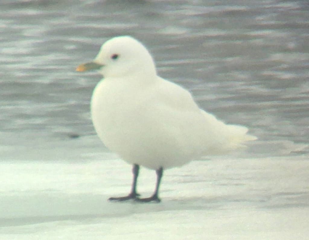 Ivory Gull|象牙鸥 图鉴照片