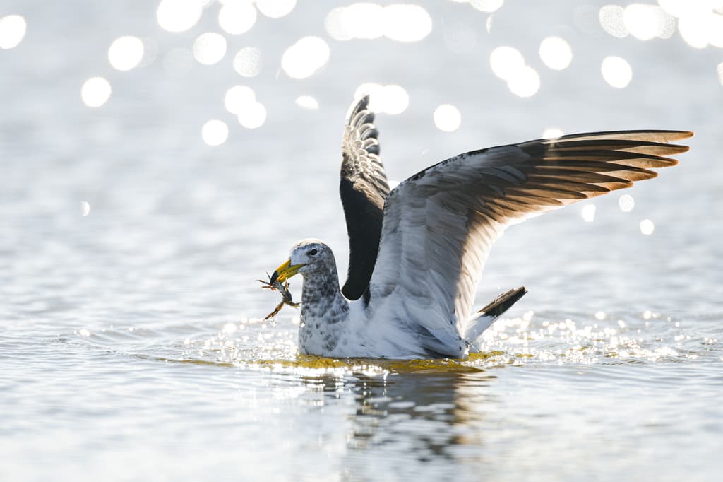 Olrog’s Gull|奥氏鸥 图鉴照片