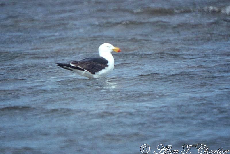 Pacific Gull|太平洋鸥 图鉴照片