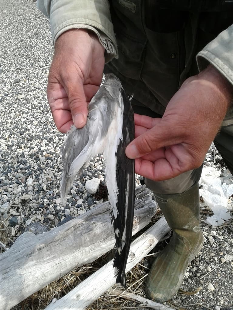 Sabine’s Gull|叉尾鸥 / 萨宾鸥 参考照片