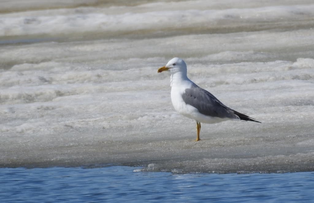 Steppe Gull|草原鸥 图鉴照片