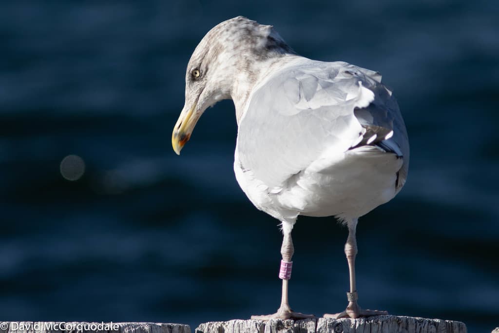 American Herring Gull|美洲银鸥 图鉴照片