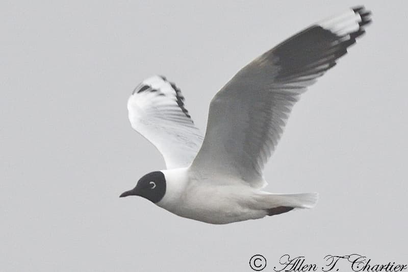 Andean Gull|安第斯鸥 参考照片