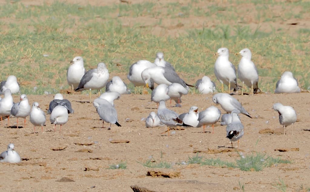 Armenian Gull|亚美尼亚鸥 图鉴照片