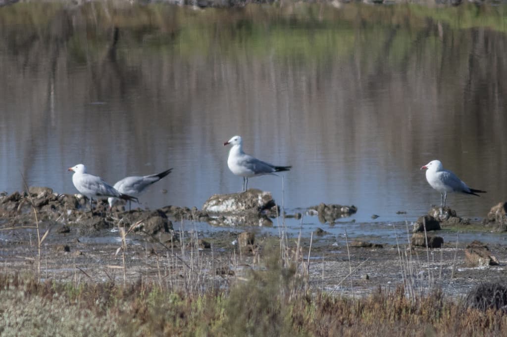 Audouin’s Gull|奥杜安鸥 参考照片
