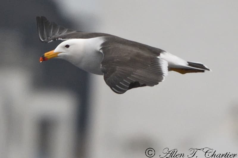 Belcher’s Gull|贝氏鸥 图鉴照片
