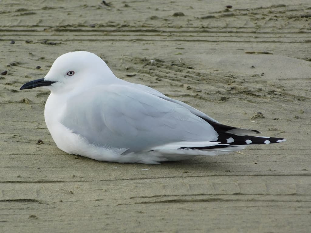 Black-billed Gull|新西兰黑嘴鸥 参考照片