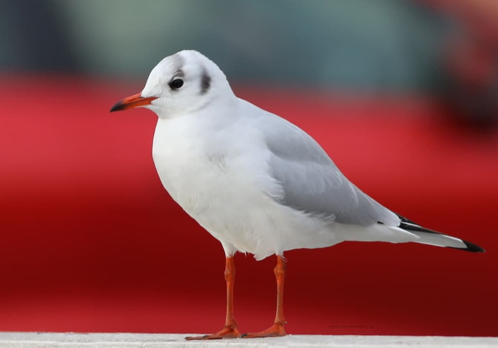 Black-headed Gull|红嘴鸥 参考照片