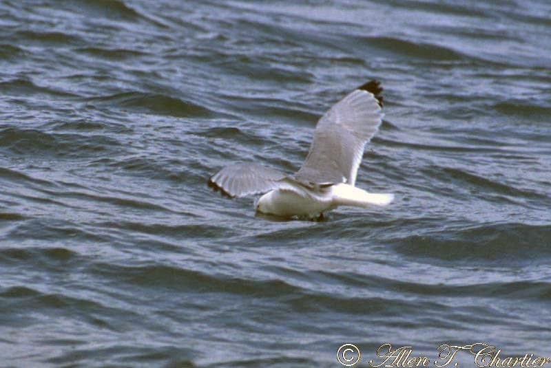 Black-legged Kittiwake|三趾鸥 参考照片