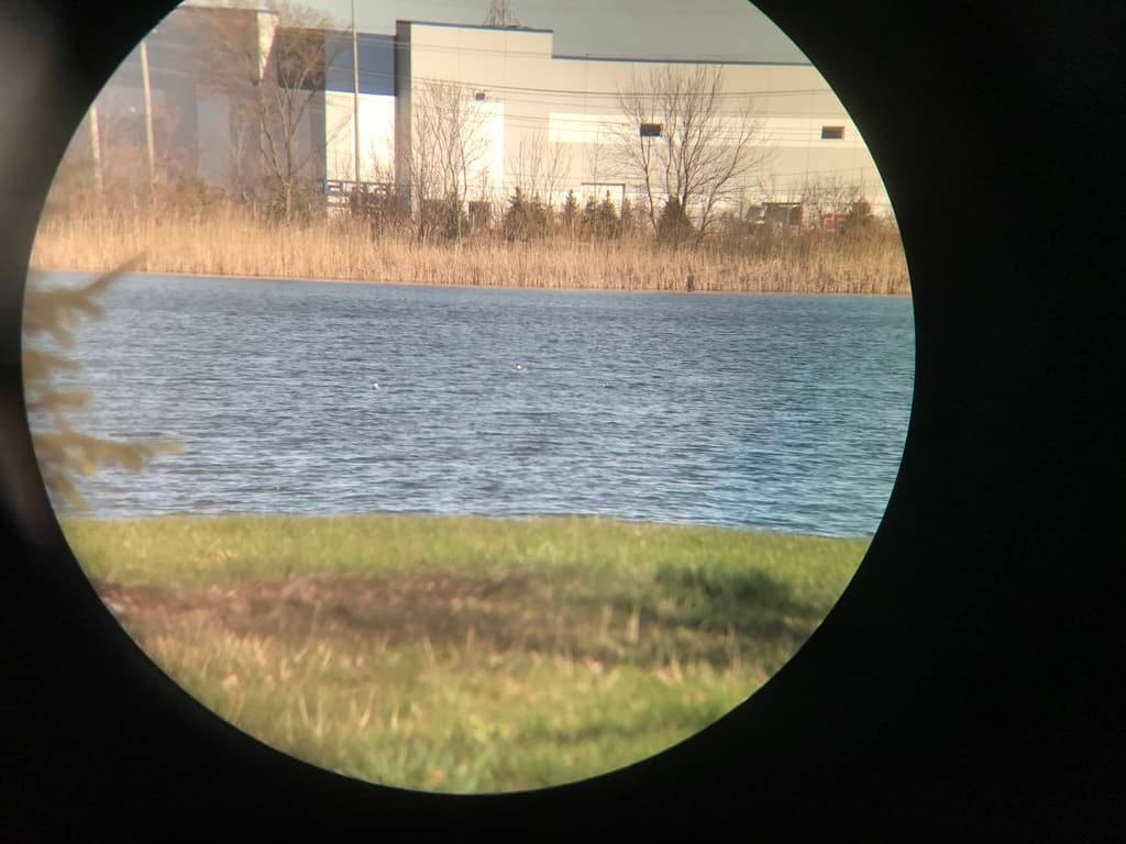 Bonaparte’s Gull|博氏鸥 参考照片