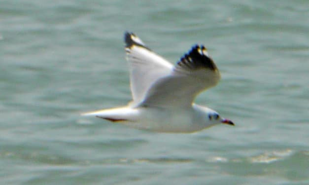 Brown-headed Gull|棕头鸥 参考照片