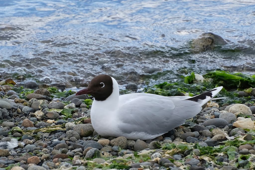 Brown-hooded Gull|褐头鸥 参考照片