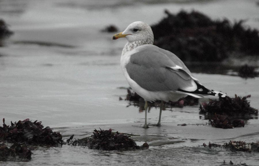 California Gull|加州鸥 图鉴照片