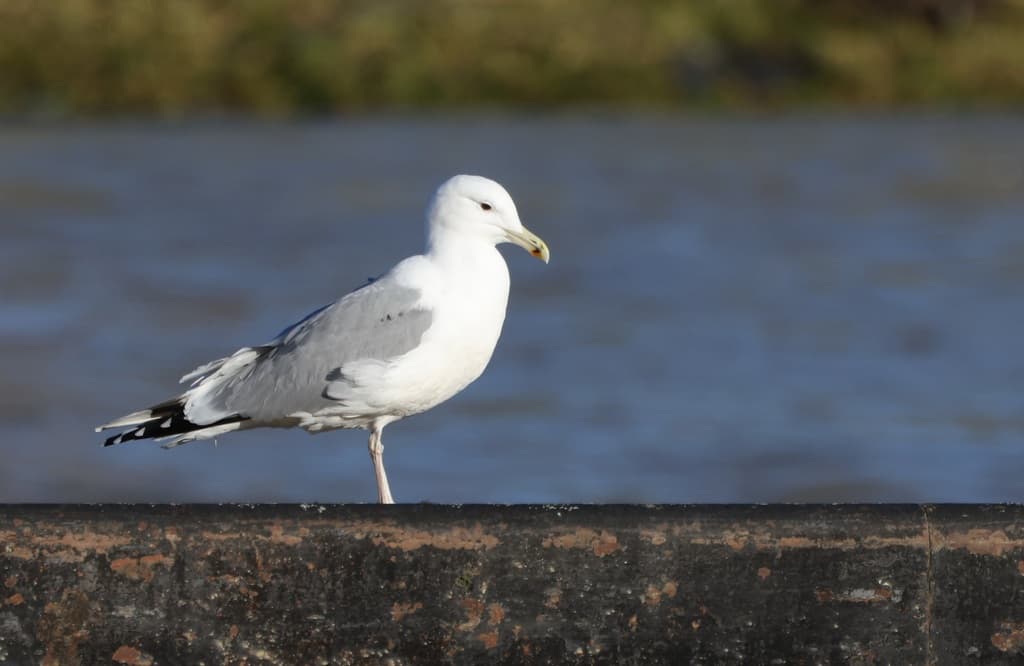 Caspian Gull|里海鸥 图鉴照片