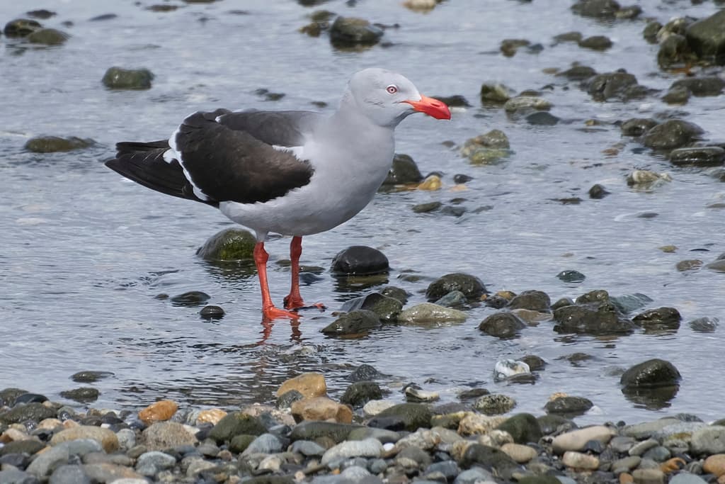 Dolphin Gull|豚鸥 / 海豚鸥 图鉴照片