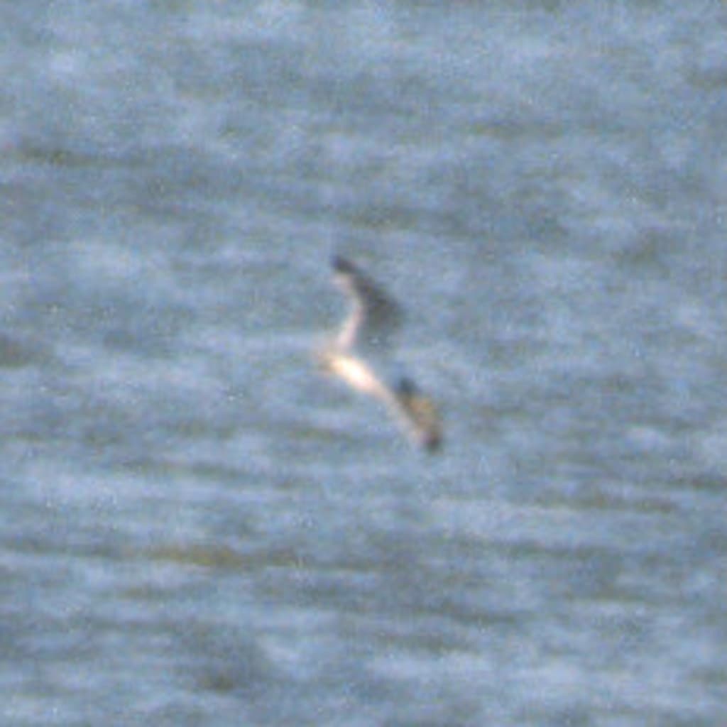 Franklin’s Gull|富兰克林鸥 图鉴照片