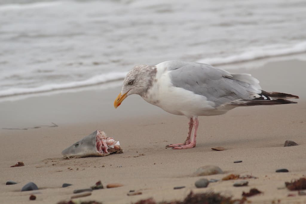 American Herring Gull|美洲银鸥 参考照片