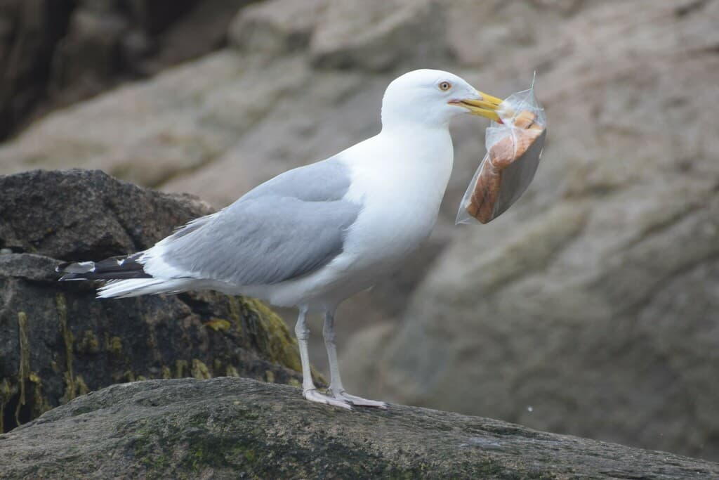American Herring Gull|美洲银鸥 参考照片