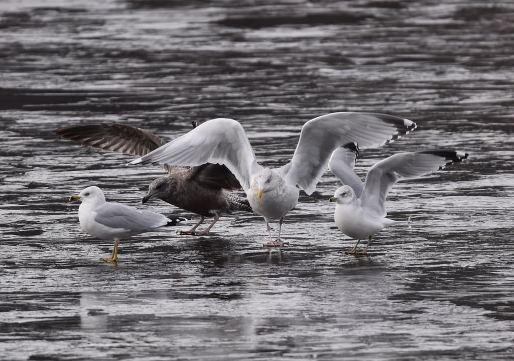 American Herring Gull|美洲银鸥 参考照片