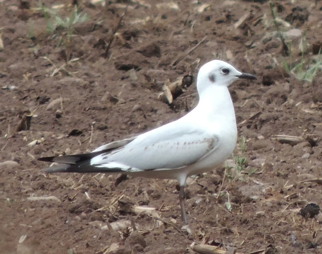 Andean Gull|安第斯鸥 参考照片
