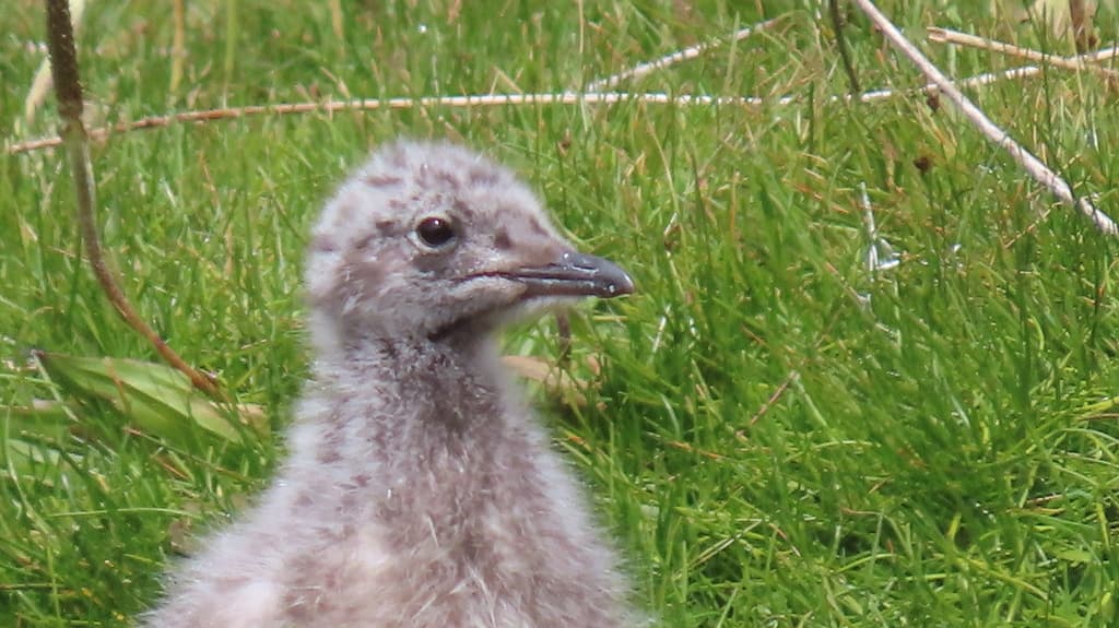 Andean Gull|安第斯鸥 参考照片