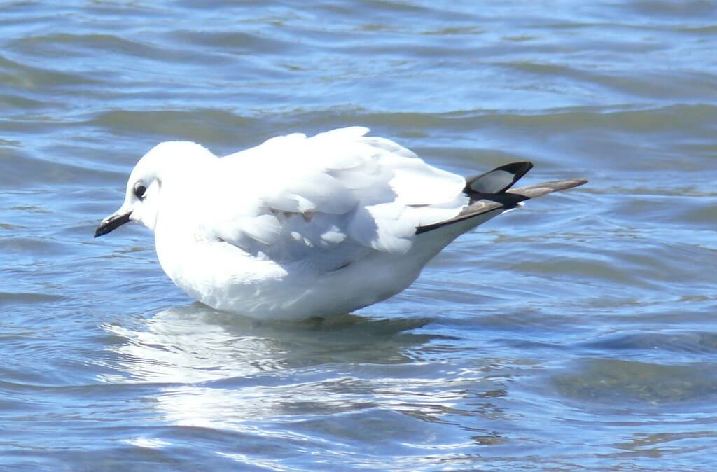 Andean Gull|安第斯鸥 参考照片