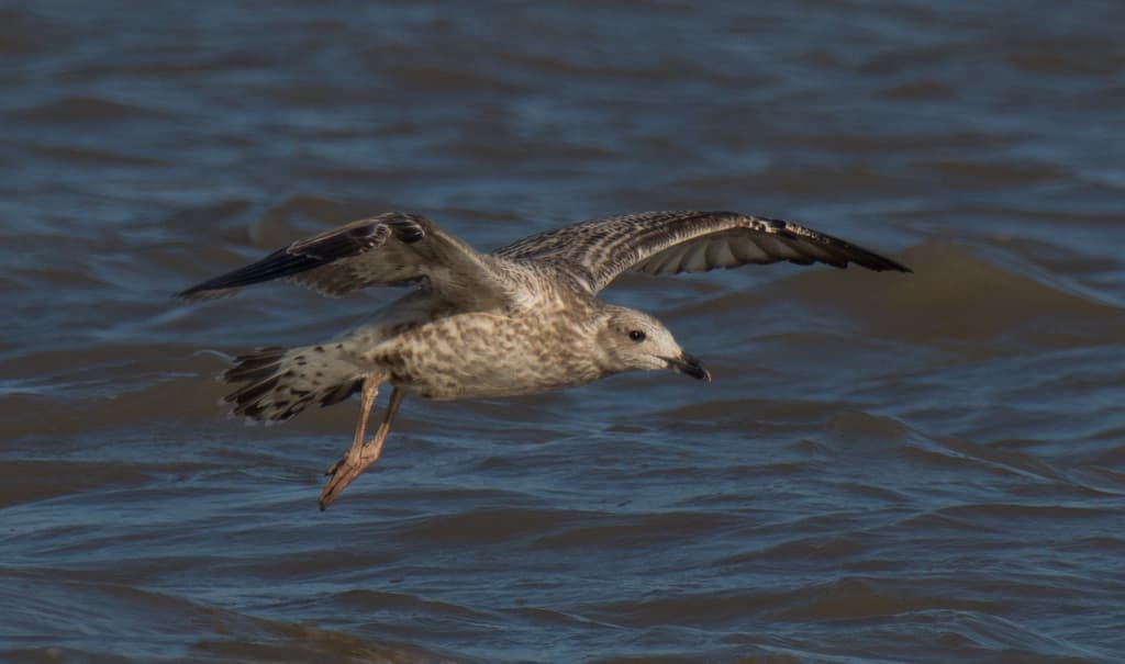 Armenian Gull|亚美尼亚鸥 参考照片