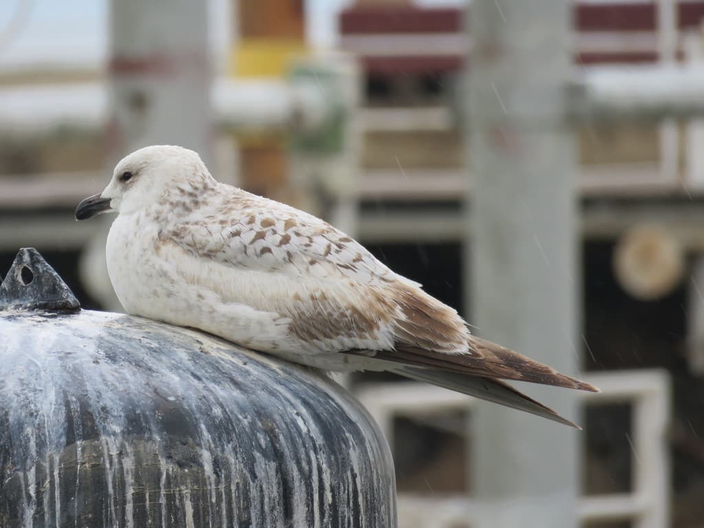 Armenian Gull|亚美尼亚鸥 参考照片