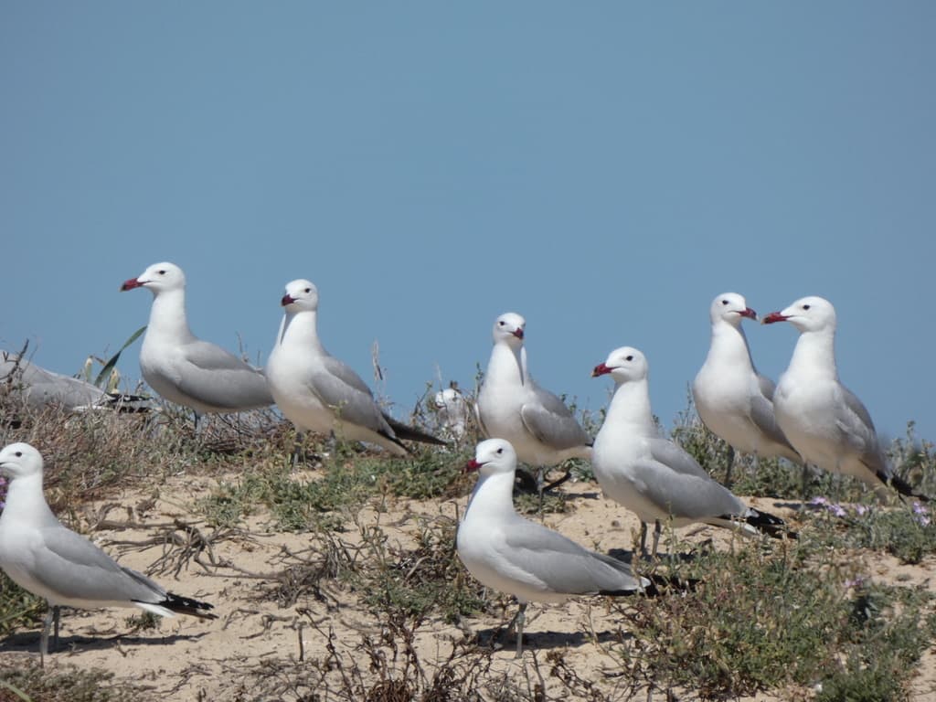 Audouin’s Gull|奥杜安鸥 参考照片