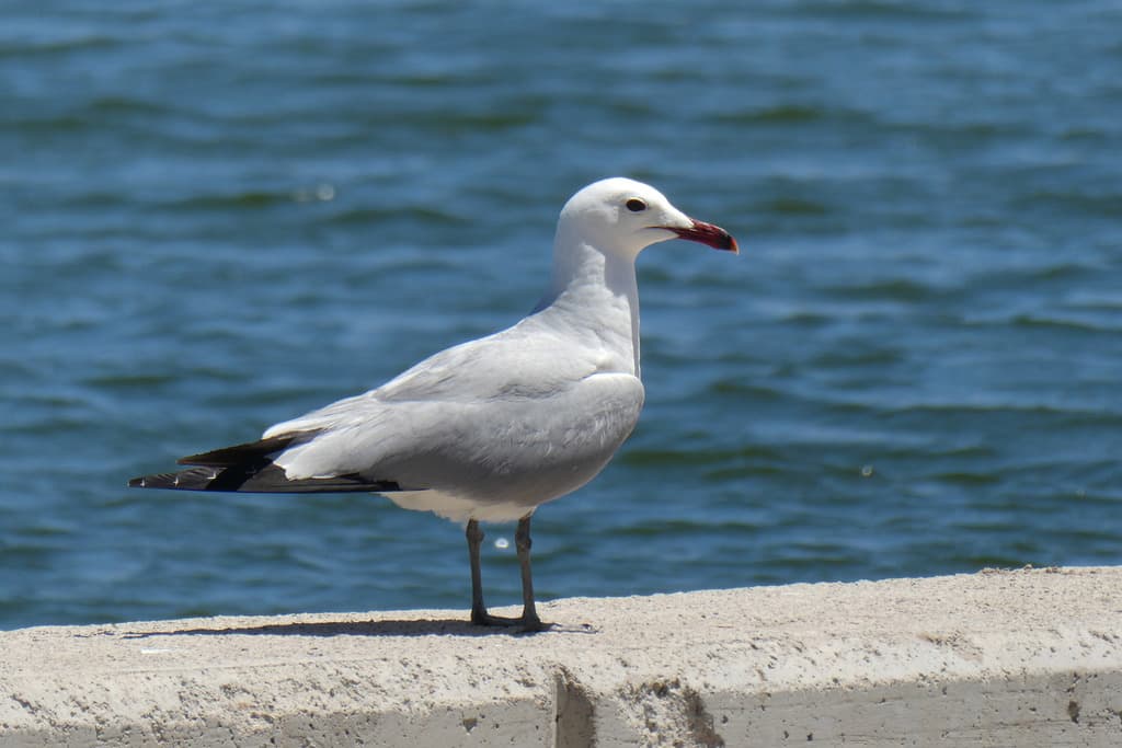 Audouin’s Gull|奥杜安鸥 参考照片