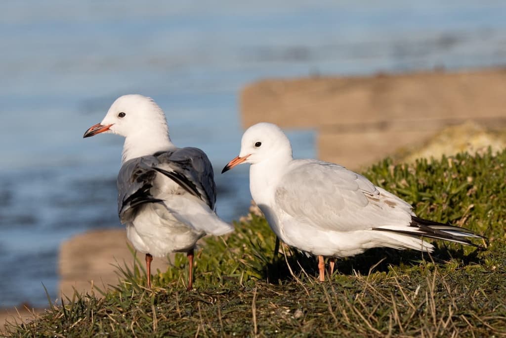 Black-billed Gull|新西兰黑嘴鸥 参考照片