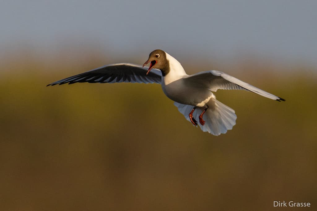 Black-headed Gull|红嘴鸥 参考照片