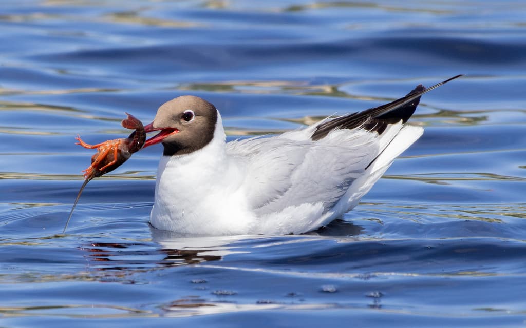 Black-headed Gull|红嘴鸥 参考照片