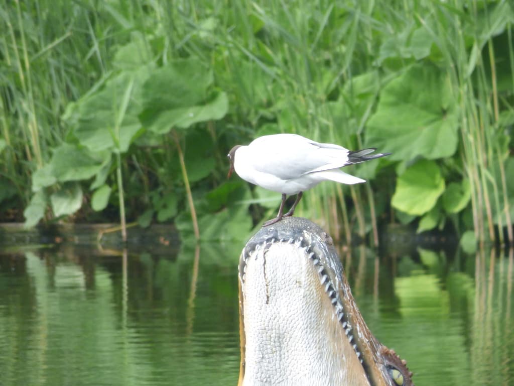 Black-headed Gull|红嘴鸥 参考照片