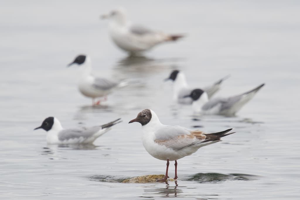 Black-headed Gull|红嘴鸥 参考照片