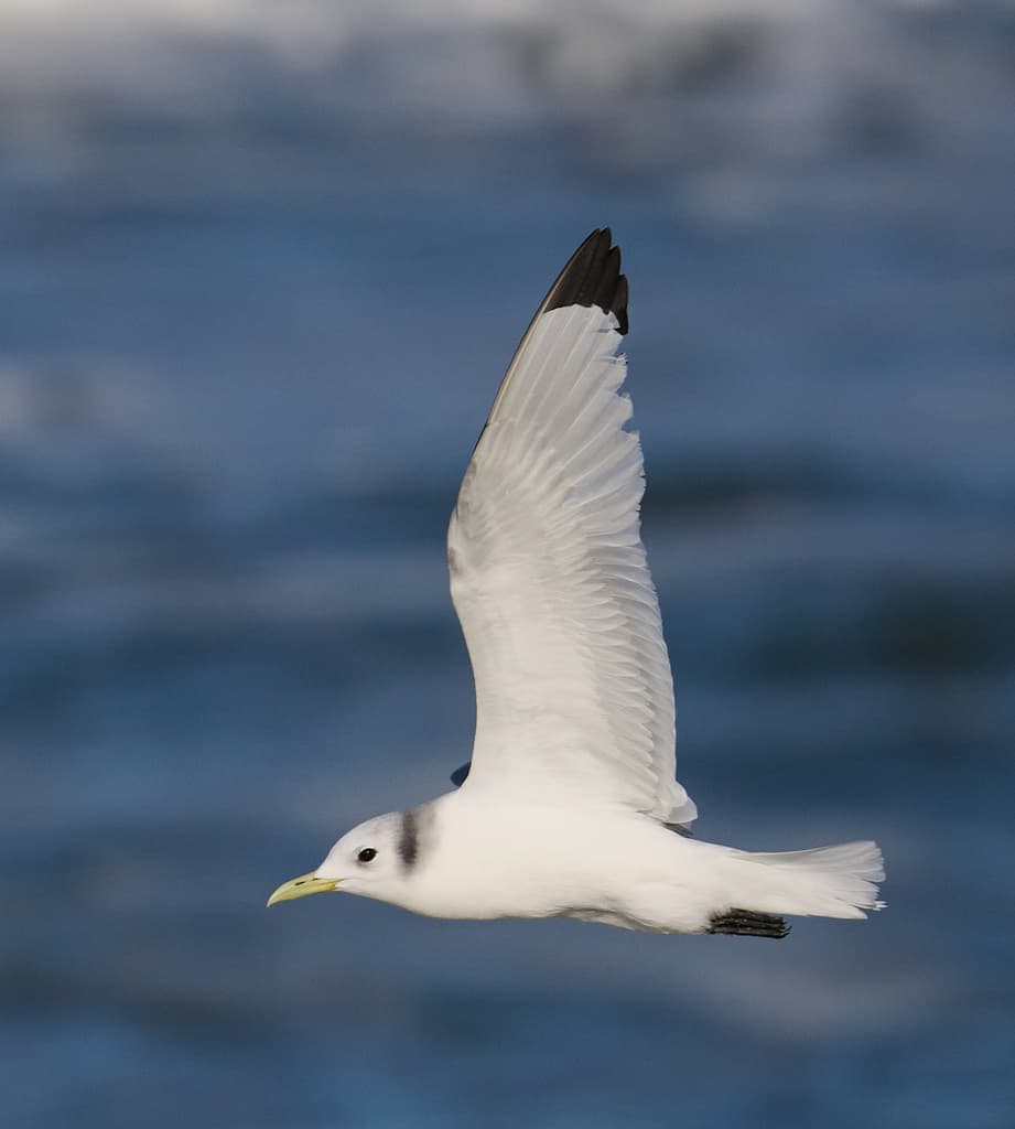 Black-legged Kittiwake|三趾鸥 参考照片