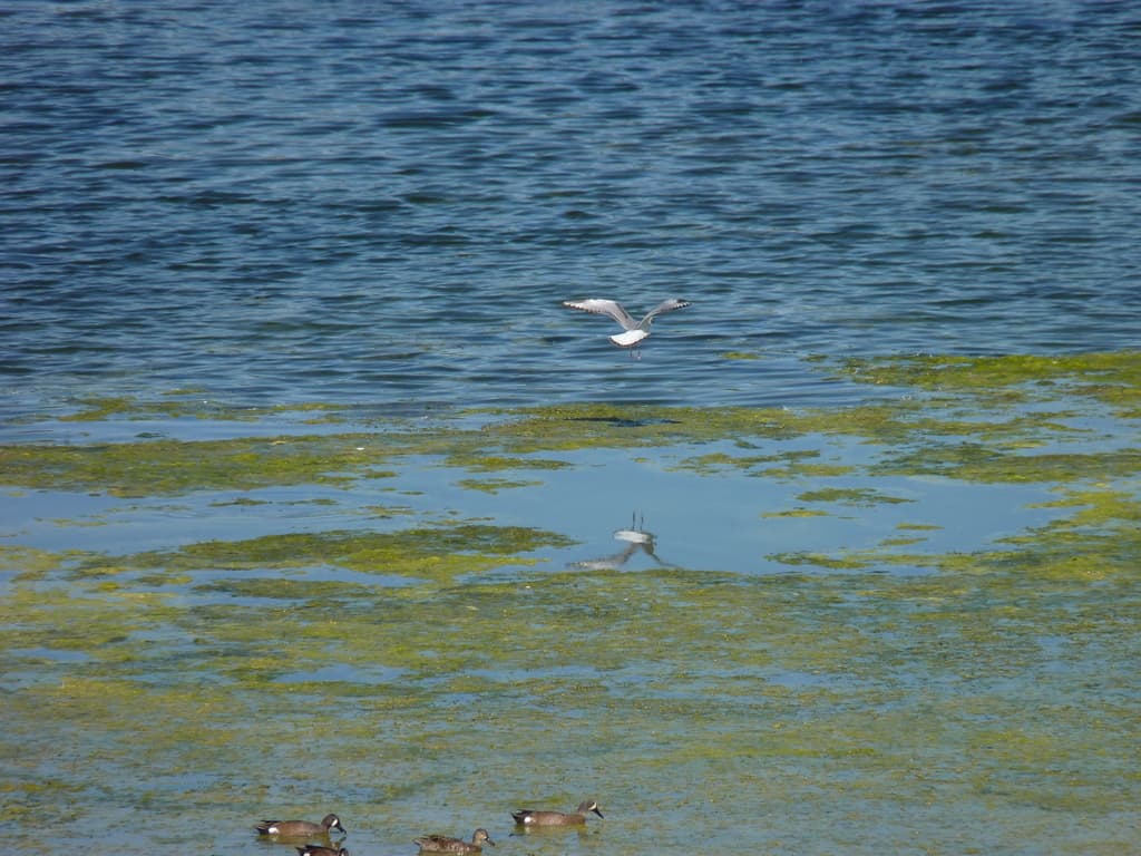 Bonaparte’s Gull|博氏鸥 参考照片