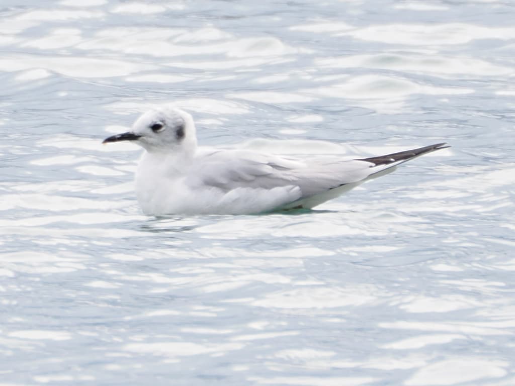 Bonaparte’s Gull|博氏鸥 参考照片