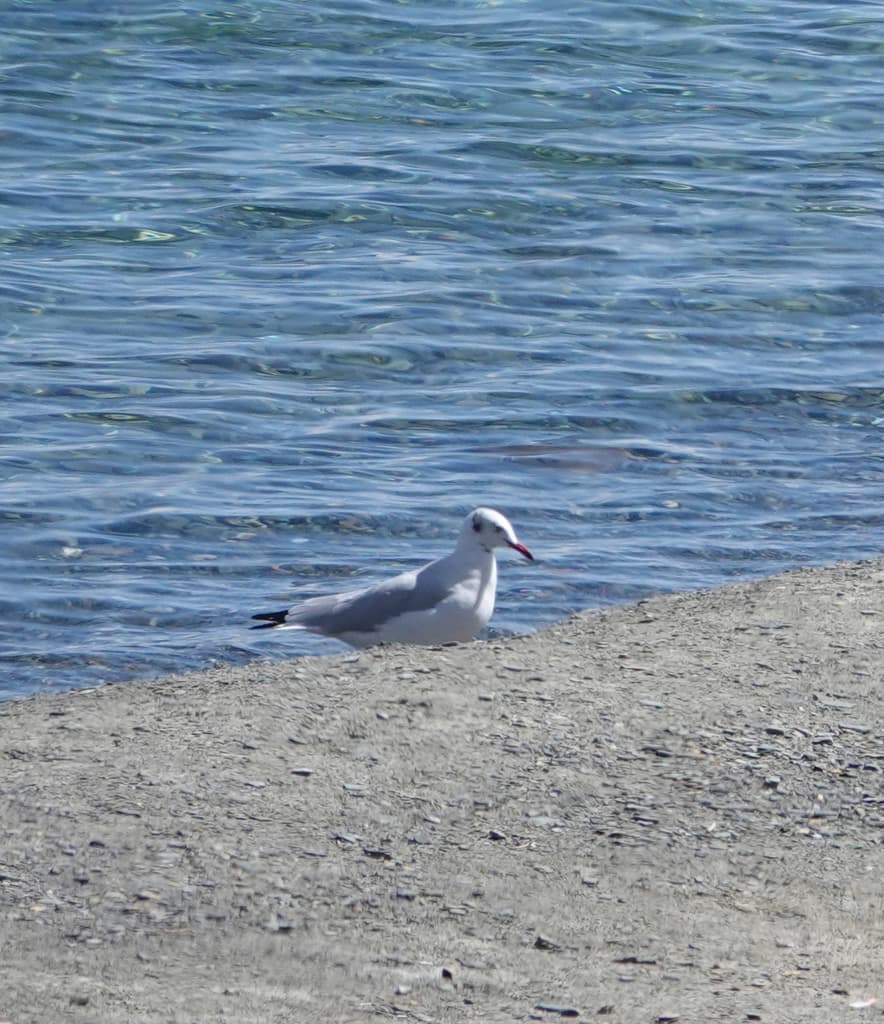 Brown-headed Gull|棕头鸥 参考照片
