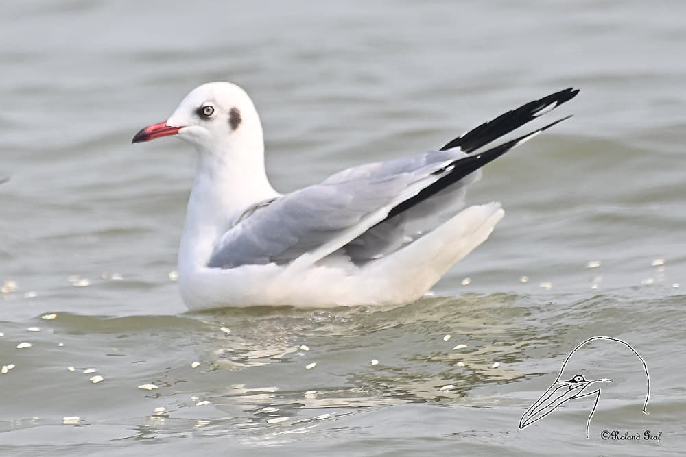 Brown-headed Gull|棕头鸥 参考照片