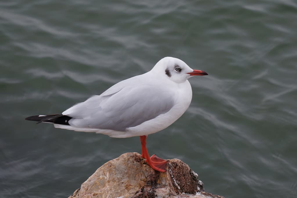 Brown-headed Gull|棕头鸥 参考照片